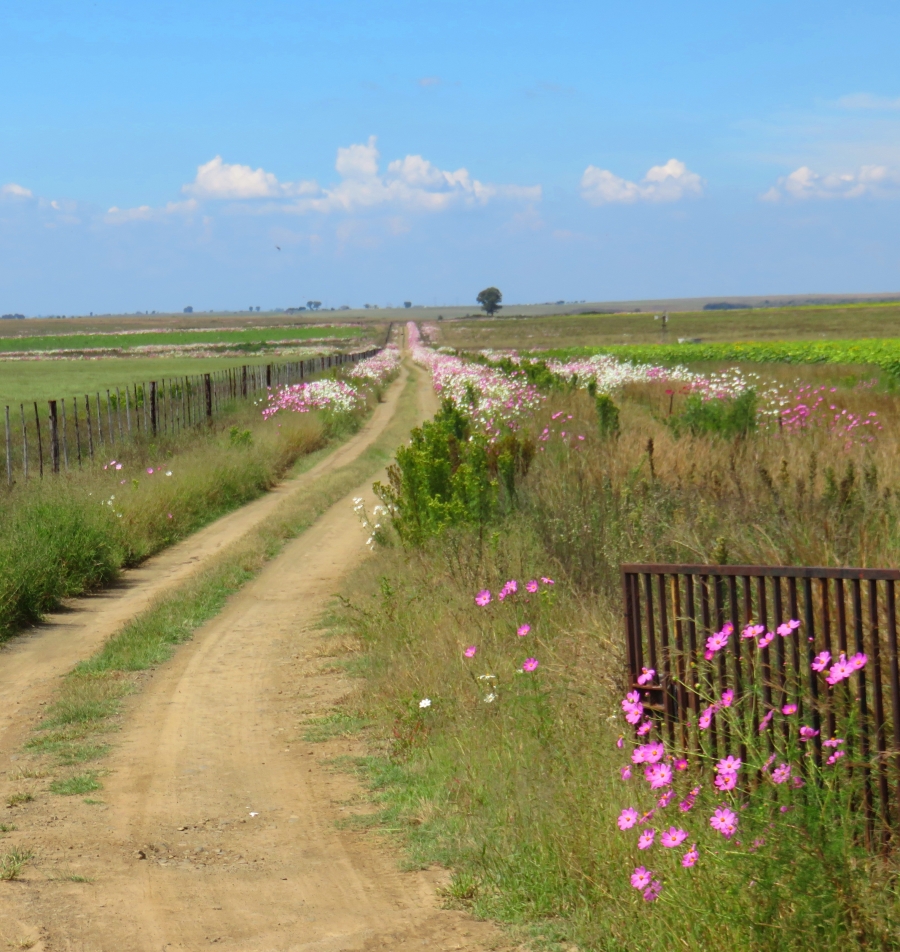 0 Bedroom Property for Sale in Oranjeville Free State